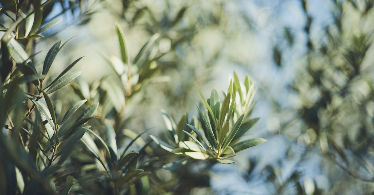 découvrez l'authenticité de la récolte des olives, un processus traditionnel qui allie savoir-faire artisanal et respect de la nature. plongez au cœur des plantations d'oliviers et apprenez les techniques de cueillette, les variétés d'olives et les bienfaits de l'huile d'olive. rejoignez-nous pour célébrer cette saison de récolte riche en saveurs et en traditions.