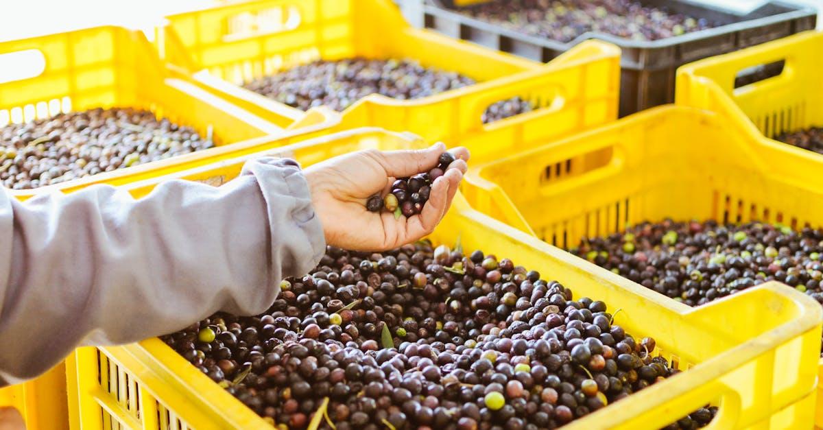 découvrez l'art de la récolte des olives, une tradition millénaire qui allie patience et savoir-faire. apprenez-en davantage sur les différentes méthodes de cueillette, les variétés d'olives et l'importance de cette pratique pour la production d'huile d'olive de qualité.