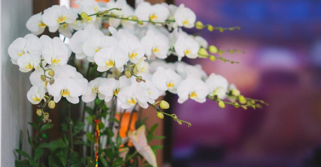 découvrez nos conseils essentiels pour prendre soin de vos orchidées et les aider à s'épanouir. des astuces sur l'arrosage, l'éclairage et l'entretien, pour des fleurs éclatantes toute l'année.