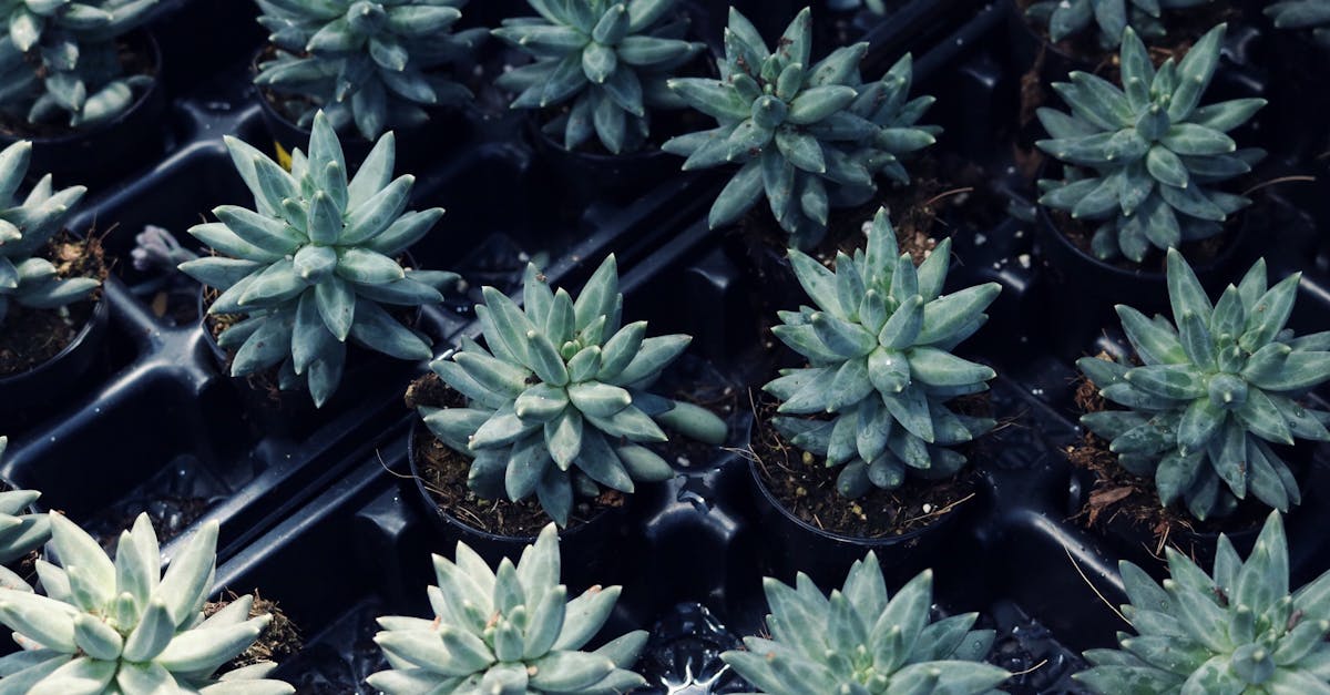 découvrez notre collection de pots de fleurs d'extérieur, idéaux pour embellir votre jardin ou votre terrasse. fabriqués avec des matériaux résistants aux intempéries, nos pots ajoutent une touche de charme et de couleur à tous vos espaces extérieurs. parfaits pour accueillir vos plantes préférées, ils sont à la fois fonctionnels et esthétiques.