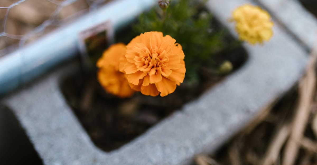 découvrez notre sélection de pots de fleurs extérieurs, parfaits pour embellir votre jardin ou terrasse. durable et esthétique, ces pots s'adaptent à tous les styles et mettent en valeur vos plantes préférées.