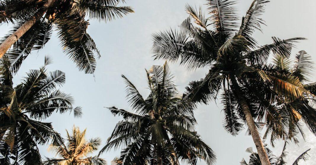 découvrez l'univers fascinant des palmiers, ces plantes majestueuses qui apportent une touche exotique à votre jardin. apprenez tout sur leur entretien, les différentes variétés et les astuces pour tirer le meilleur parti de ces magnifiques éléments de décoration extérieure.