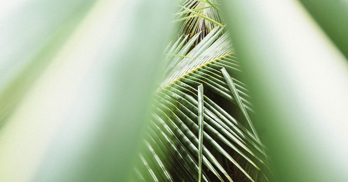 découvrez l'univers fascinant des palmiers, ces plantes emblématiques des régions tropicales et subtropicales. explorez les différentes espèces, leur entretien, et comment les intégrer dans votre jardin pour apporter une touche exotique à votre espace.