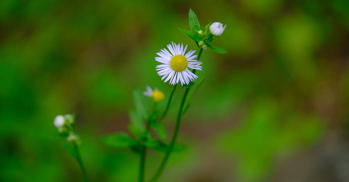 découvrez les légumes vivaces, des plantes cultivées année après année, qui enrichissent votre jardin tout en offrant des récoltes délicieuses et durables. apprenez à les intégrer dans votre potager pour une alimentation saine et écoresponsable.