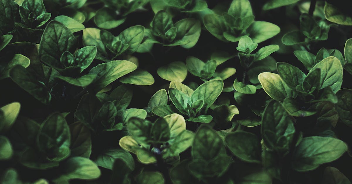 découvrez les légumes vivaces, des plantes nutritives et durables qui enrichissent votre jardin tout en offrant des récoltes année après année. apprenez à les cultiver et à les entretenir pour profiter de saveurs uniques et d'une agriculture écoresponsable.