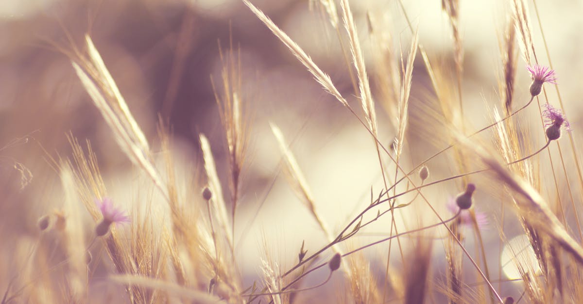 découvrez les plantes vivaces : robustes et élégantes, elles embellissent votre jardin année après année. apprenez à les choisir, les cultiver et les entretenir pour un espace verdeur durable.