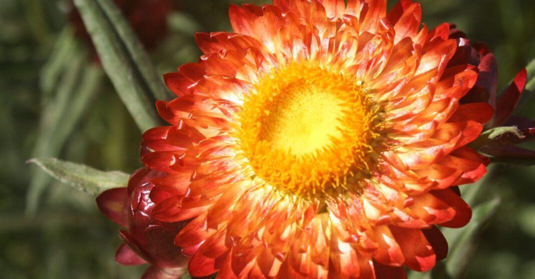 découvrez l'univers des plantes vivaces : des espèces durables qui embellissent vos jardins chaque année. apprenez à les cultiver et à choisir celles qui s'adaptent à votre espace.