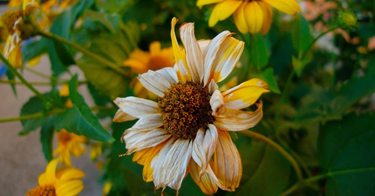 découvrez l'univers des plantes vivaces (perennials) : des variétés durables et colorées pour embellir votre jardin toutes les saisons. apprenez à les choisir, les cultiver et les associer pour créer des espaces extérieurs florissants et harmonieux.