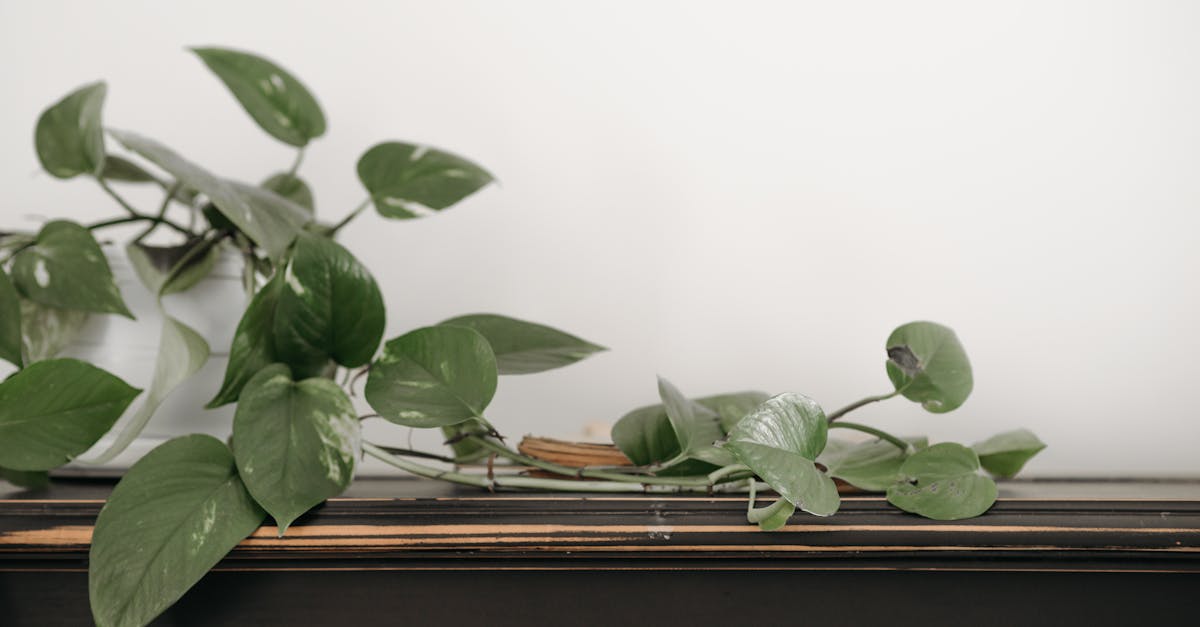 découvrez le philodendron, une plante d'intérieur prisée pour son feuillage luxuriant et sa facilité d'entretien. apprenez à cultiver et prendre soin de cette plante tropicale pour embellir votre intérieur.