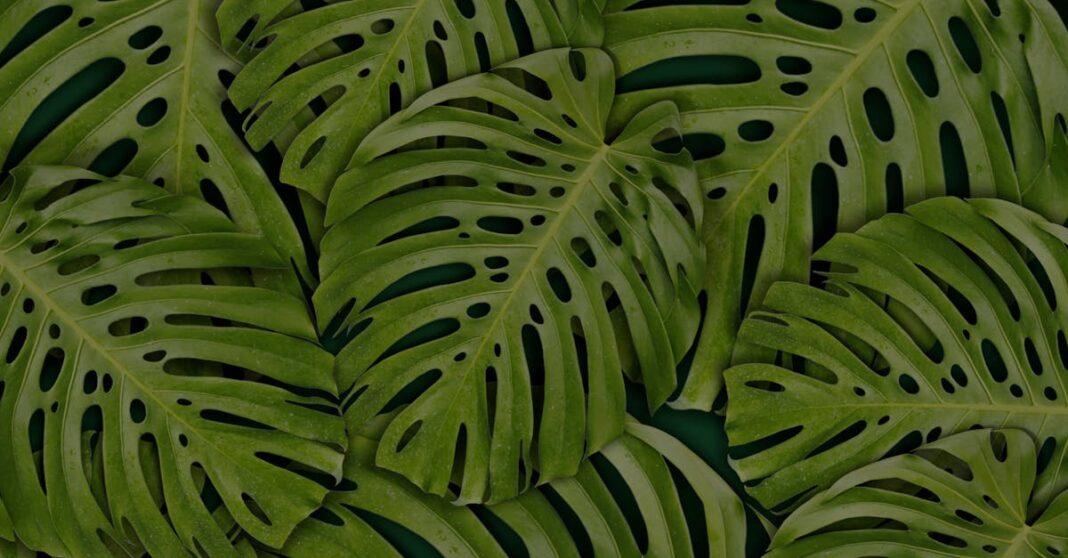 découvrez le philodendron, une plante d'intérieur emblématique, connue pour son feuillage luxueux et sa capacité à purifer l'air. apprenez à l'entretenir et à profiter de ses bienfaits dans votre espace de vie.