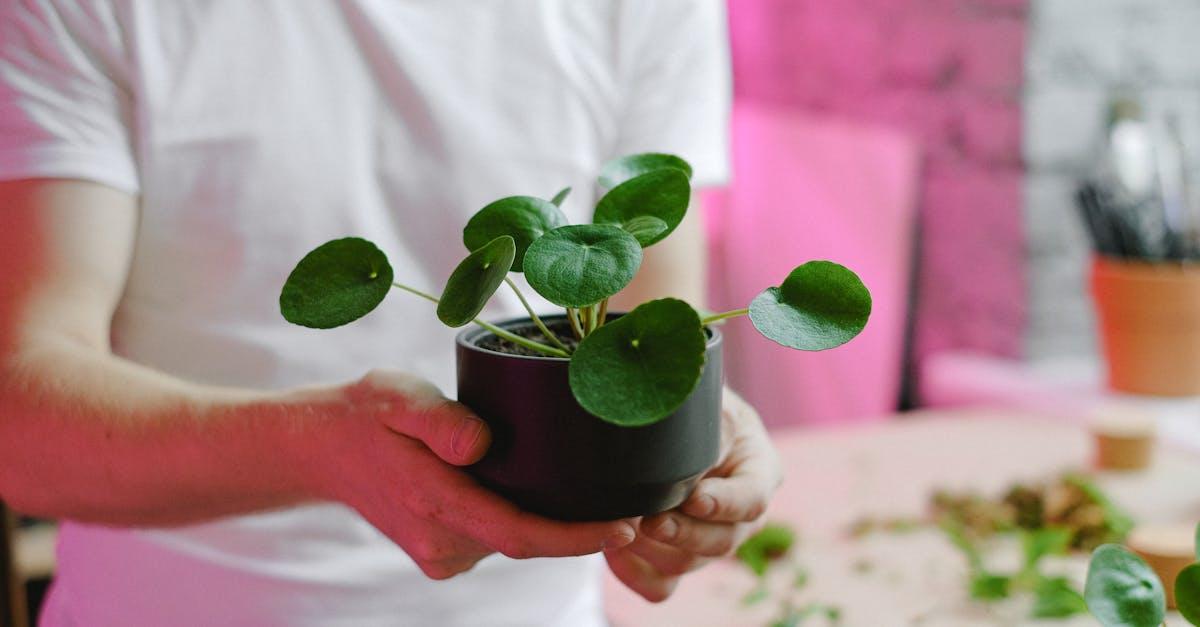 découvrez le pilea, une plante d'intérieur tendance et facile à entretenir, connue pour ses feuilles rondes et ses tendances décoratives. idéale pour illuminer votre espace de vie, elle symbolise l'amitié et la prospérité. apprenez à prendre soin de votre pilea et à en faire un véritable atout pour votre intérieur.