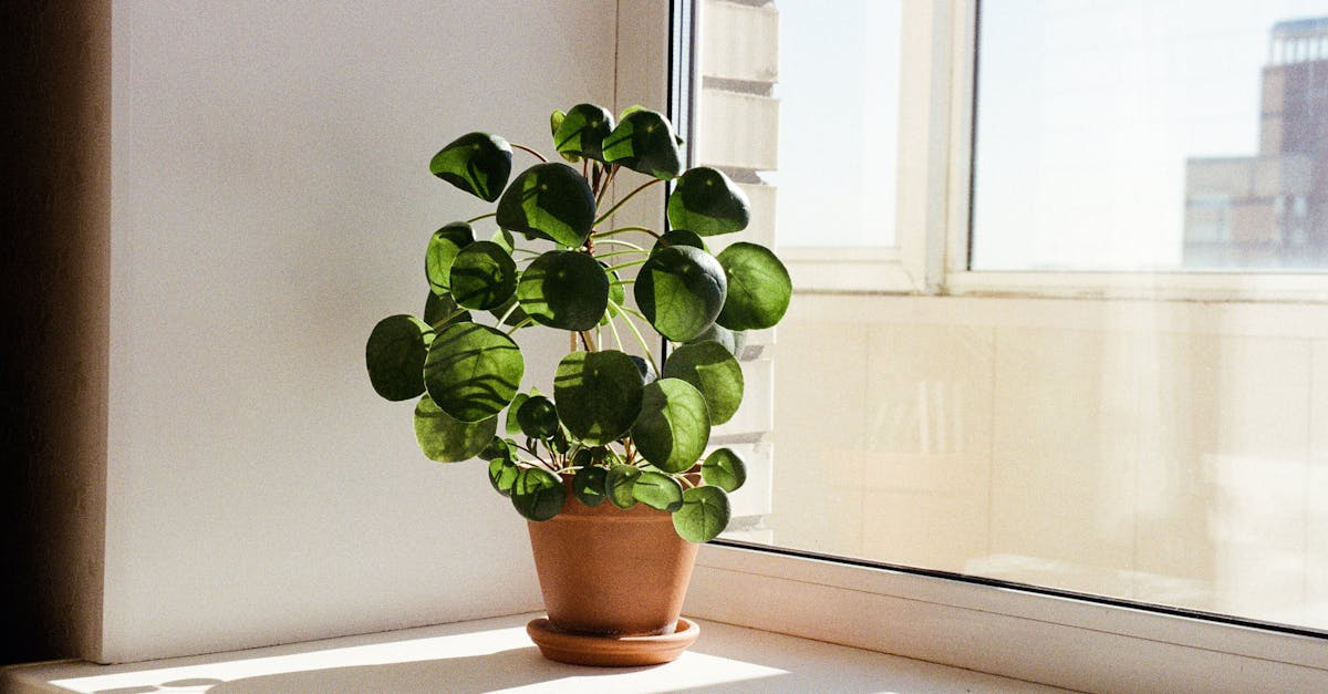 découvrez la plante pilea, aussi connue sous le nom de 'plante à monnaie', idéale pour apporter une touche de verdure moderne à votre intérieur. facile d'entretien et esthétique, elle embellit tous les espaces tout en purifiant l'air. apprenez à cultiver et entretenir cette merveilleuse plante!