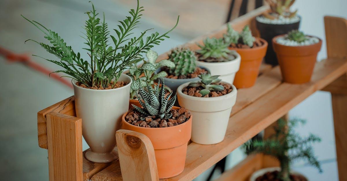 découvrez notre sélection variée de plantes pour embellir votre intérieur et votre jardin. que vous soyez un amateur de verdure ou un jardinier passionné, trouvez ici des conseils, des idées de décoration et des astuces d'entretien pour vos plantes.
