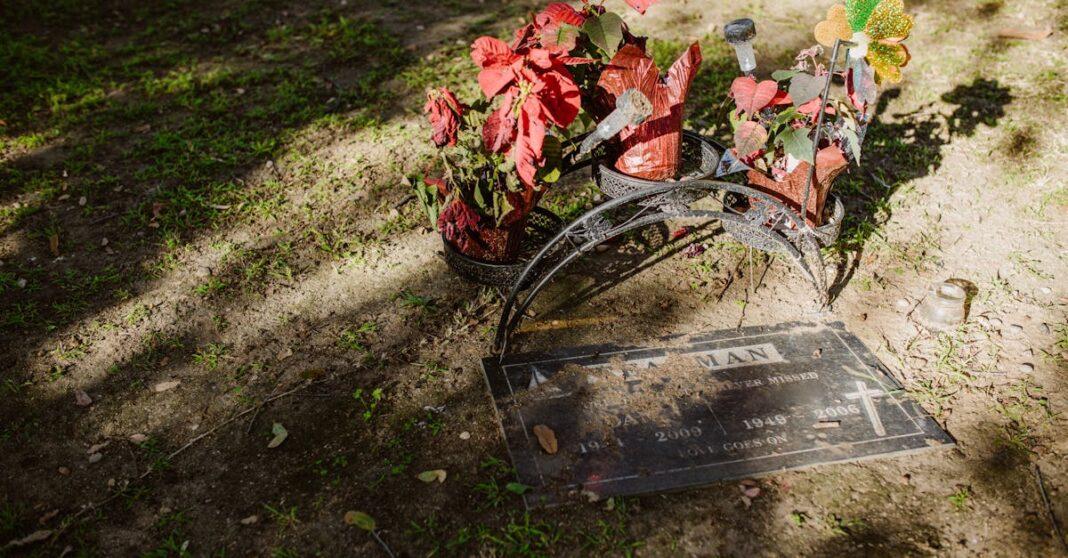 découvrez les meilleurs conseils pour prendre soin de votre poinsettia. apprenez à l'arroser, à l'exposer à la lumière et à le préserver pendant la saison des fêtes pour qu'il reste en pleine santé et éclatant de couleur.