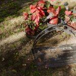 découvrez les meilleurs conseils pour prendre soin de votre poinsettia. apprenez à l'arroser, à l'exposer à la lumière et à le préserver pendant la saison des fêtes pour qu'il reste en pleine santé et éclatant de couleur.