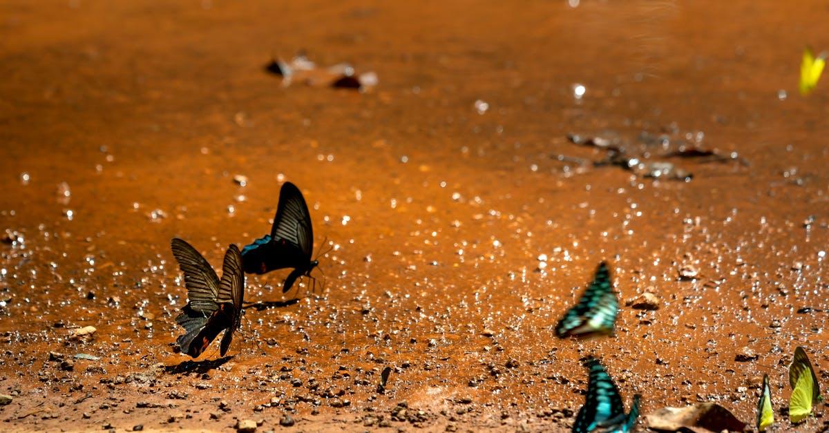 découvrez l'univers fascinant des pollinisateurs, ces précieux alliés de notre écosystème. apprenez comment ils contribuent à la biodiversité et à la production alimentaire, ainsi que les actions à entreprendre pour les protéger et préserver leur habitat.