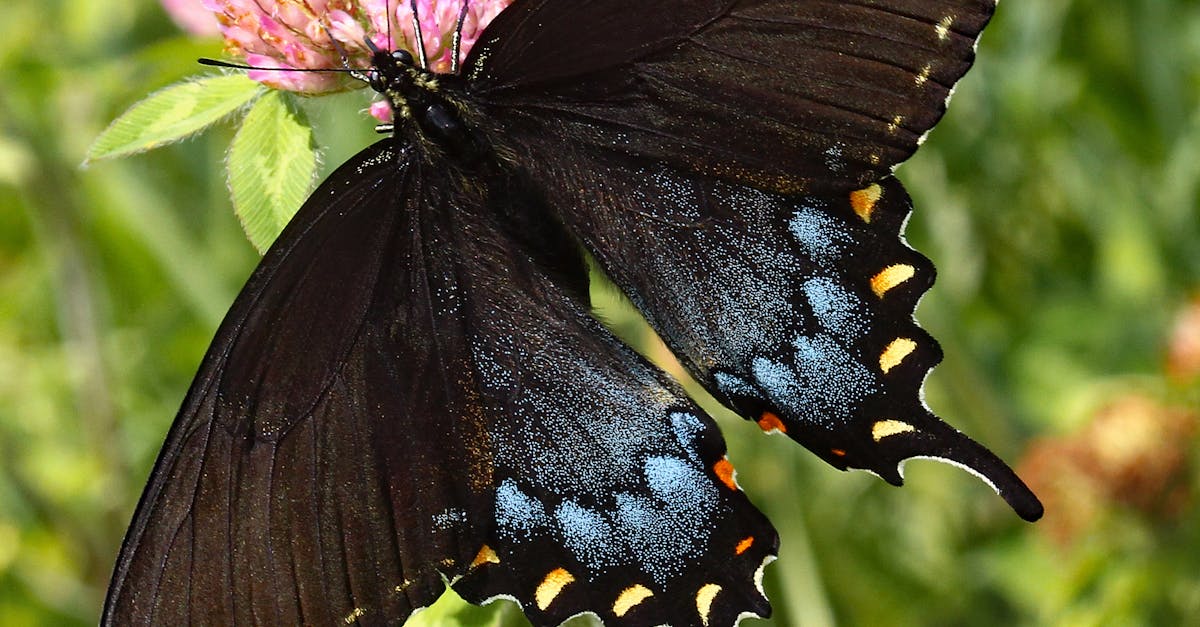 découvrez l'importance des pollinisateurs pour notre écosystème. apprenez comment ces insectes, oiseaux et autres animaux contribuent à la pollinisation des plantes, soutiennent la biodiversité et garantissent la production alimentaire. protégeons ensemble ces acteurs essentiels de notre environnement!