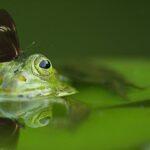 Les Poissons Gigotent, Les Poissons Barbotent : 5 Astuces Pour Un Bassin découvrez les merveilles des étangs : des havres de biodiversité, où la nature s'épanouit et invite à la sérénité. explorez leur faune et flore uniques, et apprenez comment préserver ces précieux écosystèmes.