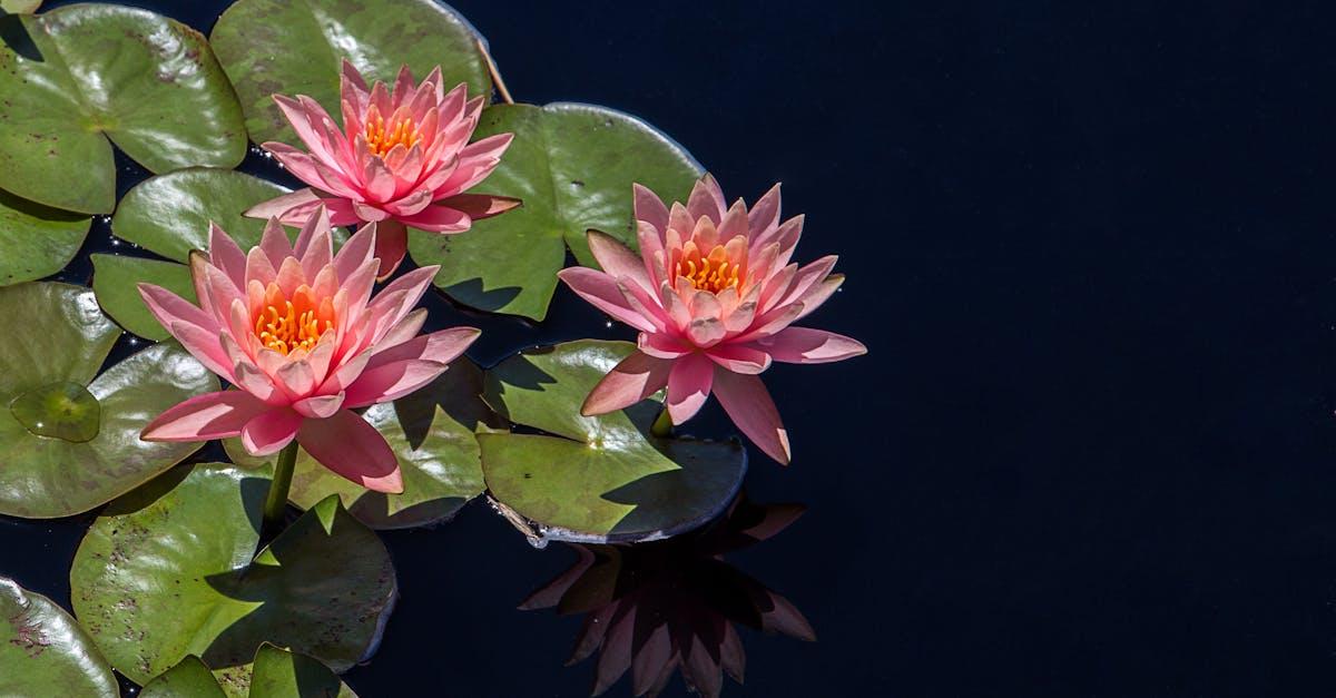 découvrez l'univers magique des étangs : un havre de paix où nature et sérénité se rencontrent. apprenez à valoriser et entretenir vos espaces aquatiques pour éveiller la biodiversité.