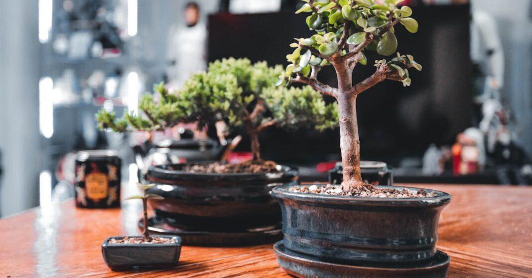 découvrez la portulacaria, une plante succulente fascinante, idéale pour embellir votre intérieur ou votre jardin. apprenez ses soins, ses besoins en lumière et en eau, ainsi que ses nombreux bienfaits.