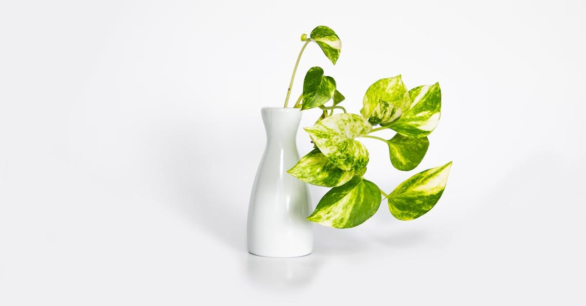 découvrez le pothos, une plante d'intérieur populaire connue pour sa facilité d'entretien et ses élégantes feuilles en forme de cœur. apportez une touche de verdure à votre maison avec cette plante robuste qui purifie l'air et s'adapte à tous les espaces.