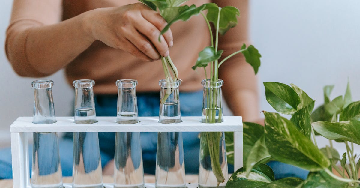 découvrez le pothos, une plante d'intérieur populaire et facile d'entretien, parfaite pour apporter une touche de verdure à votre maison. apprenez à en prendre soin et à bénéficier de ses nombreux avantages, tels que sa capacité à purifier l'air et son esthétique séduisante.