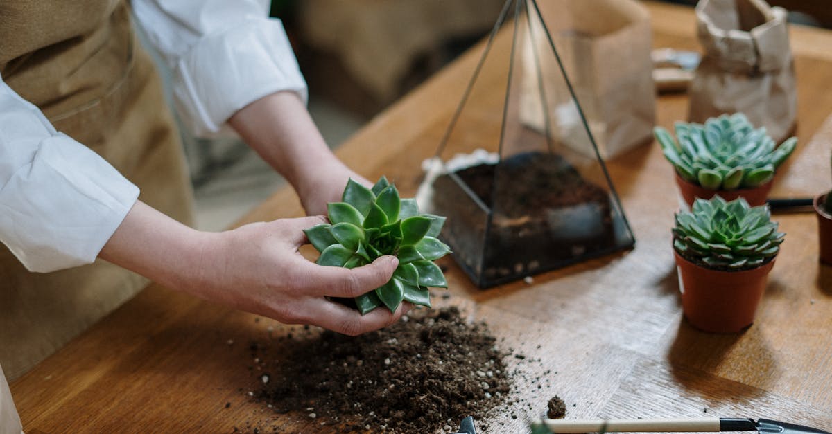découvrez notre terreau de haute qualité, idéal pour nourrir vos plantes et favoriser leur croissance. parfait pour le jardinage intérieur et extérieur, notre potting soil assure un drainage optimal et une rétention d'humidité, pour des résultats éclatants.