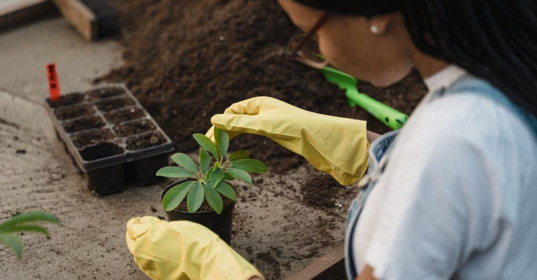 découvrez notre terreau de rempotage de haute qualité, idéal pour favoriser la croissance de vos plantes en pot. formulé avec des ingrédients nutritifs pour assurer un enracinement optimal et une floraison abondante, notre terreau est parfait pour tous vos projets de jardinage. transformez votre espace vert avec notre solution respectueuse de l'environnement.