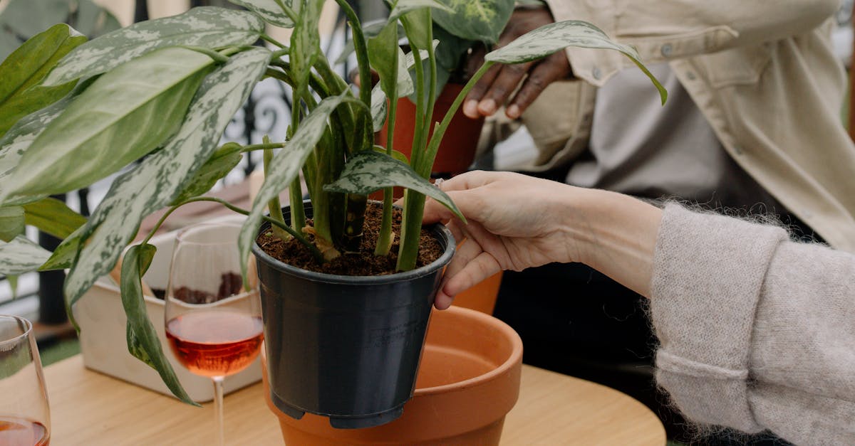découvrez notre terreau de rempotage de haute qualité, spécialement formulé pour favoriser la croissance de vos plantes. idéal pour toutes vos plantations, ce mélange riche en nutriments assure un bon drainage et une aération optimale, permettant à vos plantes de prospérer. transformez votre jardin ou votre intérieur en un véritable havre de verdure !