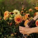 Guide pratique pour tailler votre chèvrefeuille découvrez les techniques essentielles de taille pour entretenir vos plantes et arbres. apprenez quand et comment tailler pour favoriser la croissance, améliorer la santé de vos végétaux et soutenir leur floraison.