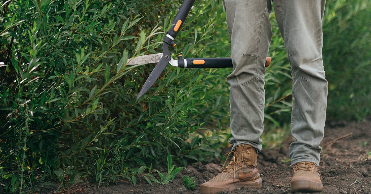 découvrez l'art de la taille des plantes avec notre guide complet sur la taille (pruning). apprenez les techniques essentielles pour favoriser la croissance, améliorer la santé de vos végétaux et façonner l'esthétique de votre jardin. idéal pour les jardiniers débutants et expérimentés!