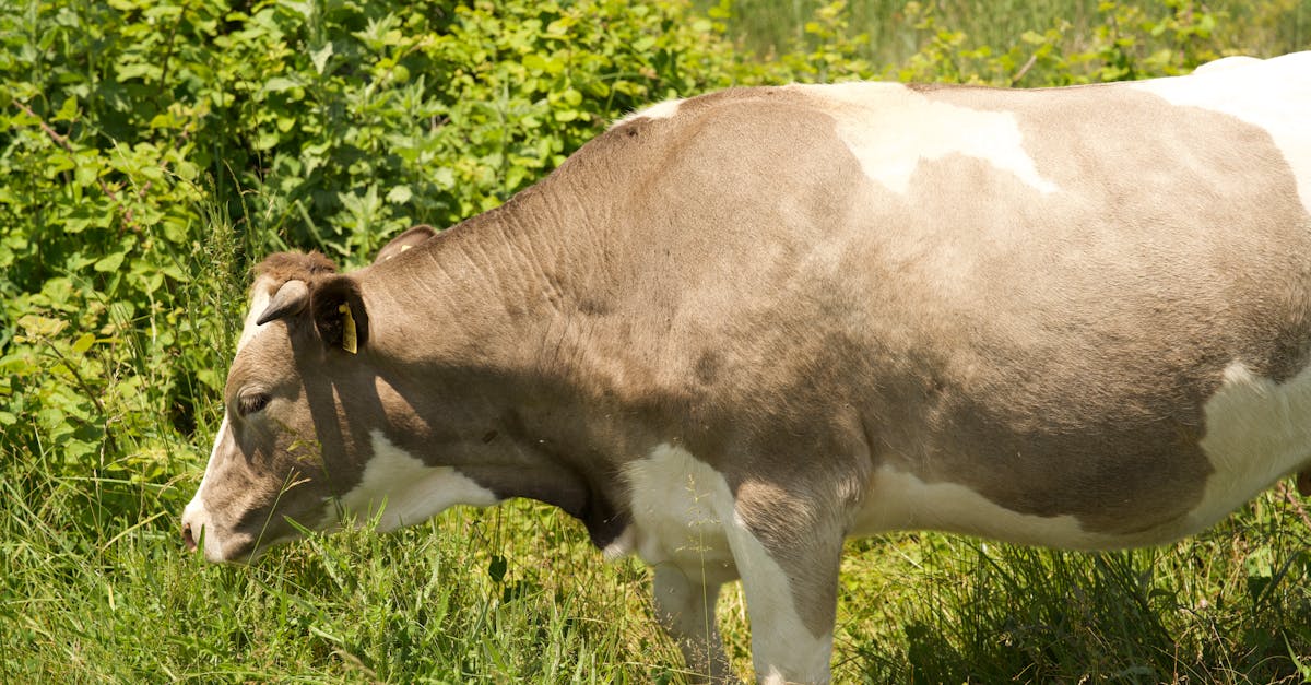 découvrez les secrets de la culture de la framboise : optimisez votre jardin avec des conseils sur le sol, l'irrigation et les variétés à privilégier pour une récolte abondante et savoureuse.