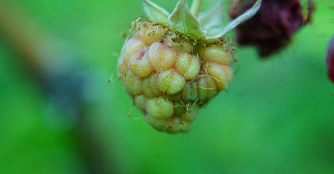découvrez les secrets de la culture de la framboise : conseils pratiques, méthodes de croissance et meilleures variétés pour un jardin florissant. apprenez à récolter de délicieuses framboises dans votre propre espace, tout en optimisant votre rendement.