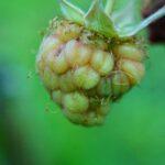 Guide complet pour la plantation du framboisier : quand, comment et où le cultiver découvrez les secrets de la culture de la framboise : conseils pratiques, méthodes de croissance et meilleures variétés pour un jardin florissant. apprenez à récolter de délicieuses framboises dans votre propre espace, tout en optimisant votre rendement.