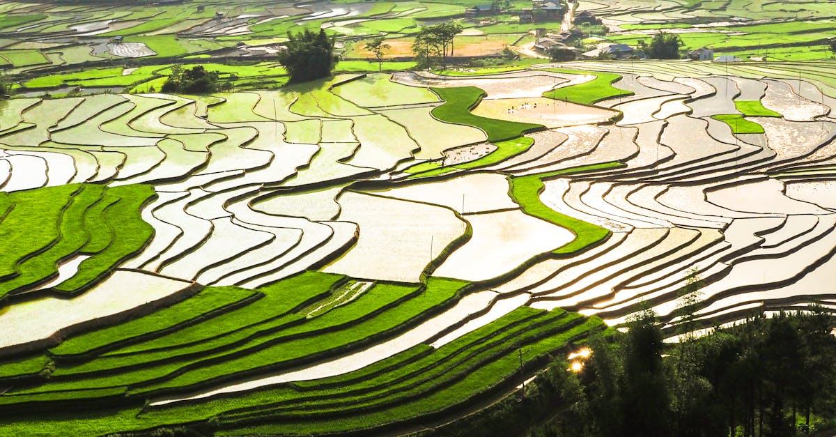 découvrez les secrets de la culture de la framboise : conseils pratiques, techniques de plantation, entretien et astuces pour garantir une récolte abondante et savoureuse. idéal pour les jardiniers amateurs et expérimentés.