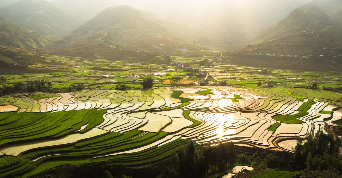 découvrez les meilleures pratiques pour la culture des framboises : conseils sur le choix des variétés, la préparation du sol, l'entretien des plants et la récolte des fruits savoureux. apprenez à cultiver vos propres framboises pour un jardin productif et agréable.