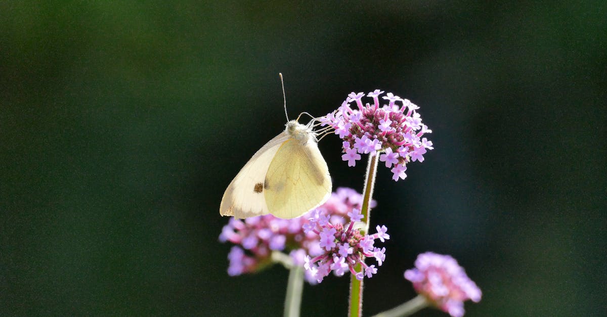 découvrez un havre de paix avec notre jardin relaxant, un espace idéal pour vous détendre et vous reconnecter avec la nature. profitez d'une ambiance sereine, de plantes apaisantes et d'un cadre propice à la méditation.