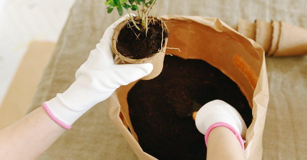 découvrez l'art du rempotage ! apprenez les techniques essentielles pour transplanter vos plantes avec soin et favoriser leur croissance. que vous soyez débutant ou expert, nos conseils vous aideront à bien entretenir vos végétaux et à leur offrir un nouvel environnement sain.