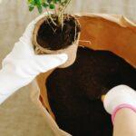 10 Règles D’Or : Quand Et Comment Rempoter Une Plante découvrez l'art du rempotage ! apprenez les techniques essentielles pour transplanter vos plantes avec soin et favoriser leur croissance. que vous soyez débutant ou expert, nos conseils vous aideront à bien entretenir vos végétaux et à leur offrir un nouvel environnement sain.