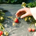 découvrez le processus de maturation des fruits et légumes, un phénomène naturel essentiel qui transforme la texture, le goût et la couleur des aliments. apprenez comment la maturation influence la qualité nutritionnelle et le plaisir de vos repas.