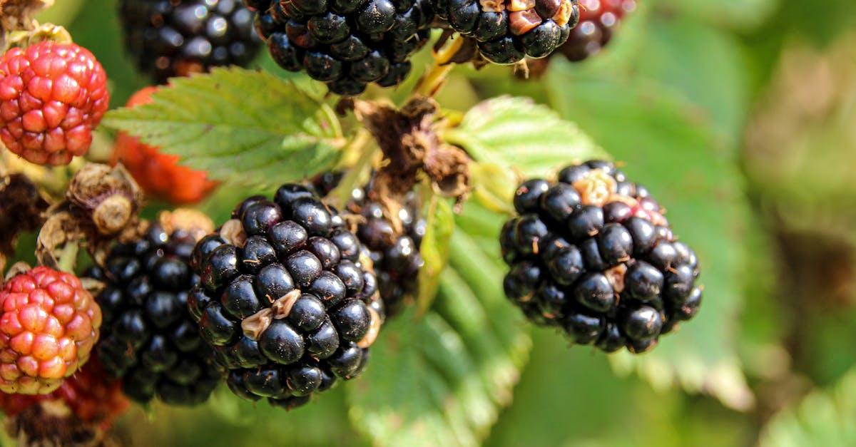 découvrez l'art de la maturation des fruits et légumes avec notre guide complet sur le processus de ripening. apprenez comment optimiser la saveur et la texture des aliments grâce à des techniques naturelles et conseils pratiques.