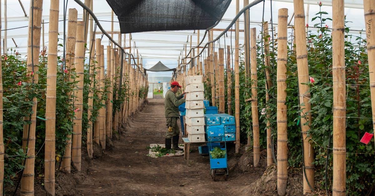 découvrez les secrets de la culture des roses : conseils d'experts, techniques de jardinage, variétés à privilégier et astuces pour un jardin florissant. transformez votre espace en un paradis floral grâce à nos guides détaillés sur la culture des roses.