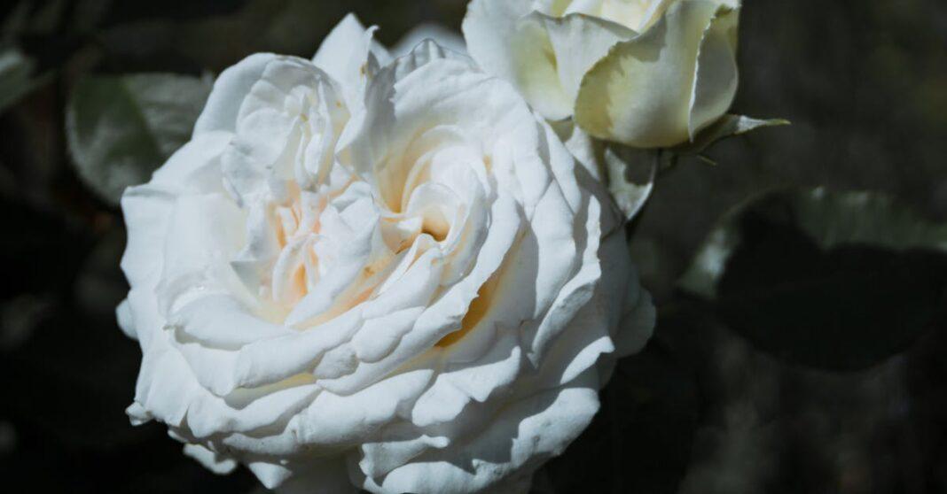 découvrez les secrets de la culture des roses : des conseils sur la plantation, l'entretien et la fertilisation pour obtenir des fleurs magnifiques et épanouies dans votre jardin.