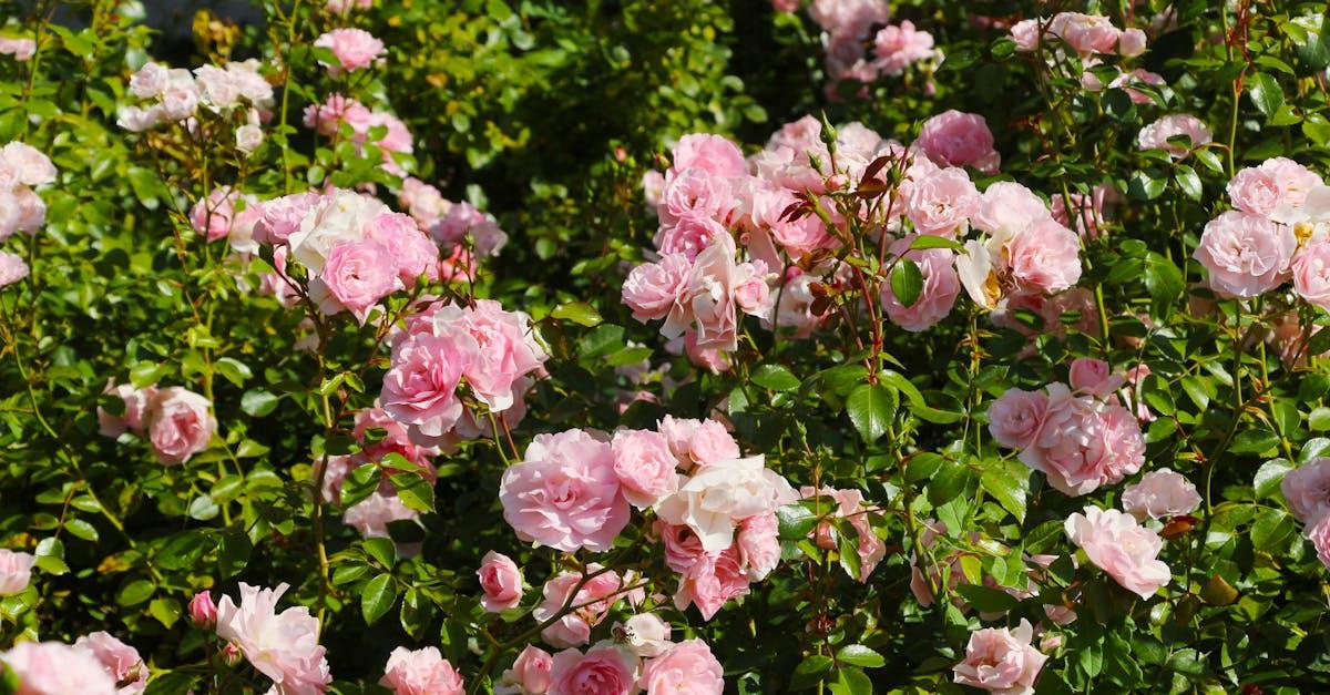 découvrez les secrets de la culture des roses, des conseils sur les variétés, les techniques de plantation et d'entretien pour faire fleurir votre jardin avec ces magnifiques fleurs parfumées.