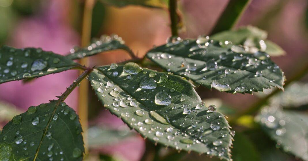découvrez les différentes maladies qui peuvent affecter les roses, apprenez à les identifier et à les traiter efficacement pour préserver la beauté de vos fleurs. protégez votre jardin avec nos conseils d'experts sur la prévention et la lutte contre les maladies des rosiers.