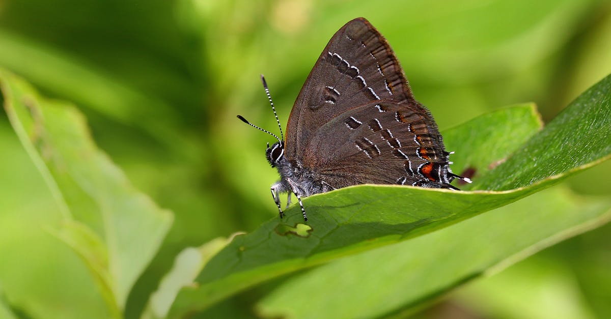 découvrez les insectes écailles, ces ravageurs discrets qui se cachent sur vos plantes. apprenez à les identifier, comprendre leur cycle de vie et explorez des méthodes efficaces pour les contrôler et protéger votre jardin.