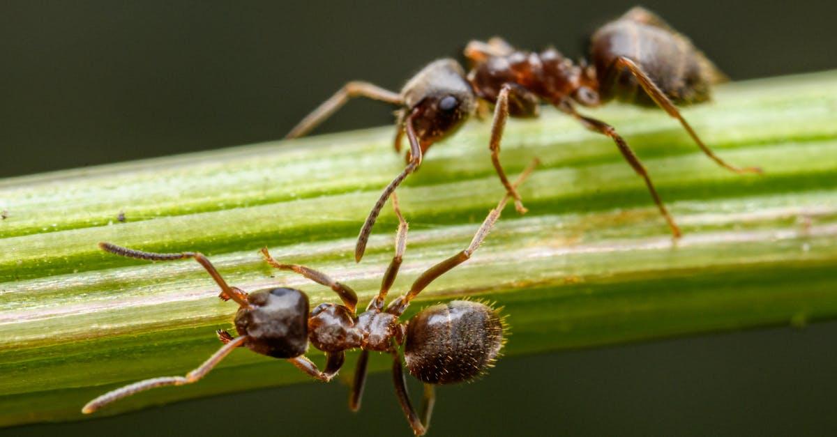 découvrez les insectes écailles, leur impact sur les plantes, leurs méthodes de reproduction et comment les contrôler efficacement pour préserver vos jardins et cultures.