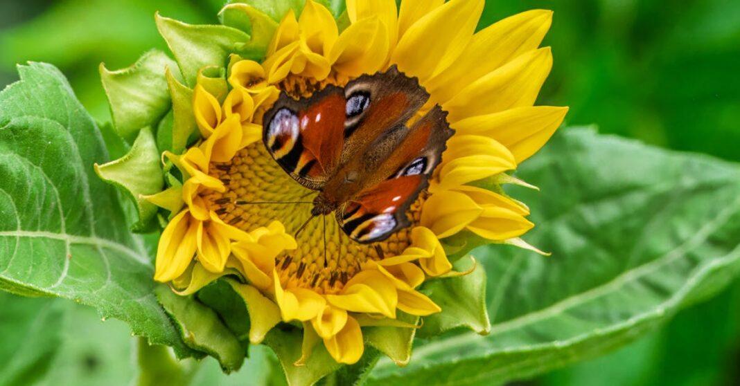 découvrez l'art de la conservation des graines pour préserver la biodiversité et garantir des récoltes saines. apprenez des techniques pratiques et des conseils pour sauvegarder vos variétés préférées et favoriser un jardin durable.