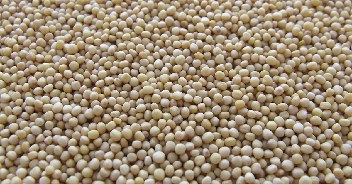 découvrez l'univers des graines : variétés, conseils de culture, et astuces pour faire pousser vos plantes favorites. que vous soyez un jardinier novice ou expérimenté, explorez nos ressources pour réussir vos semis !