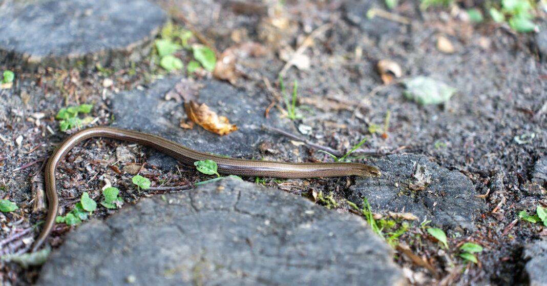 découvrez le ver luisant, un reptile unique au corps allongé et dépourvu de pattes, qui serpente dans les jardins et les prairies d'europe. apprenez tout sur son habitat, son alimentation et son rôle dans l'écosystème.